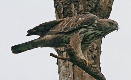 aguila2 aguila2