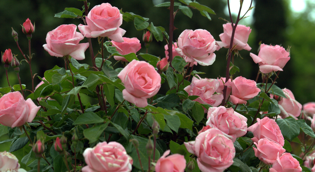 rosas