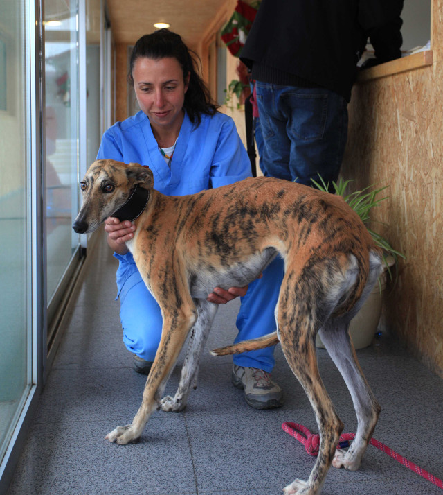adopción mascota