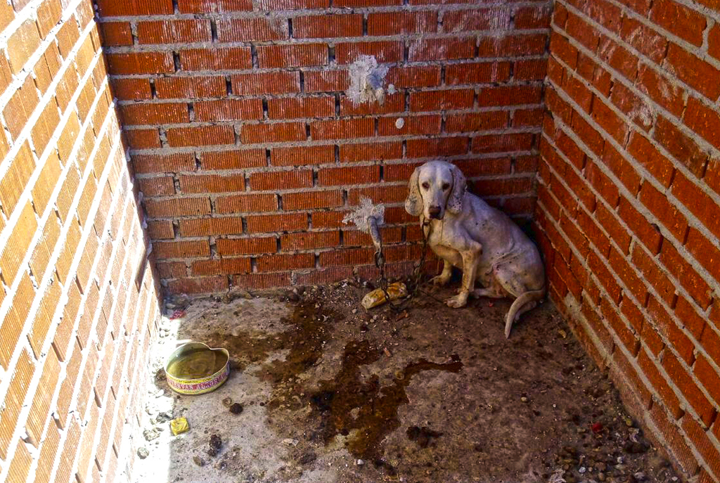 Cheniles de 2 x 1 metros, donde encerraba hasta 7 perros