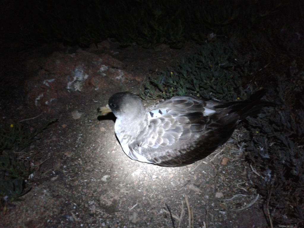 Calonectris borealis con un dispositivo GPS en el dorso. FOTO: Filipe Ceia.