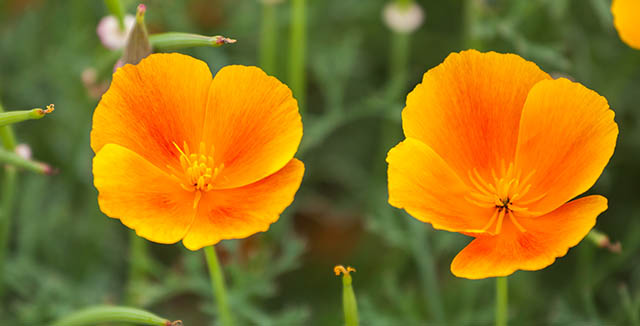 amapola-californiana-640