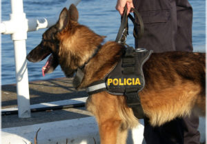 perros