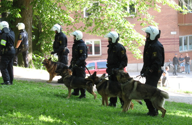 perros