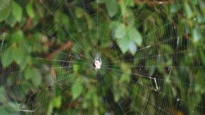tela de araña
