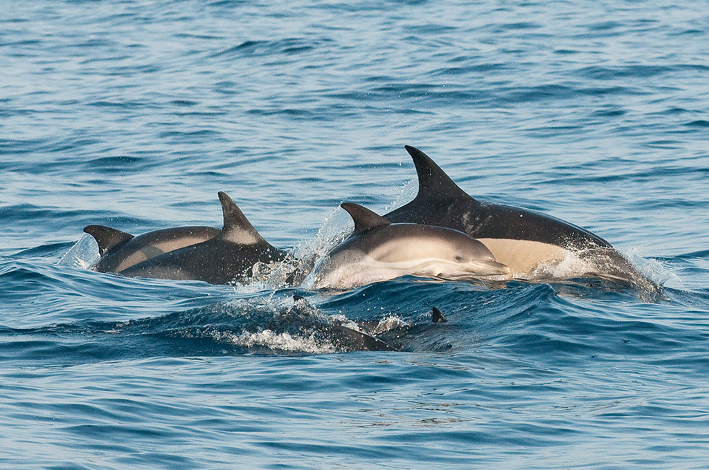 delfín_delfines_1024