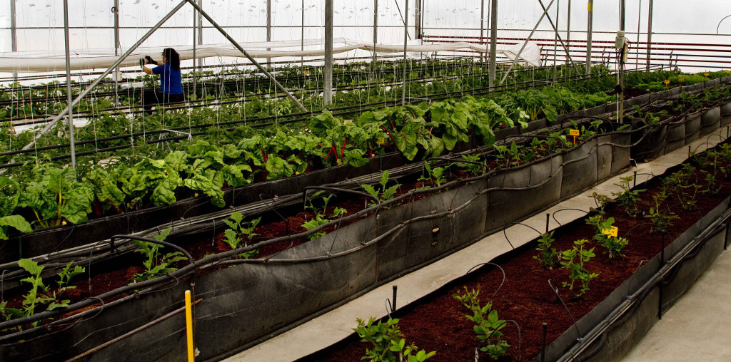plantas