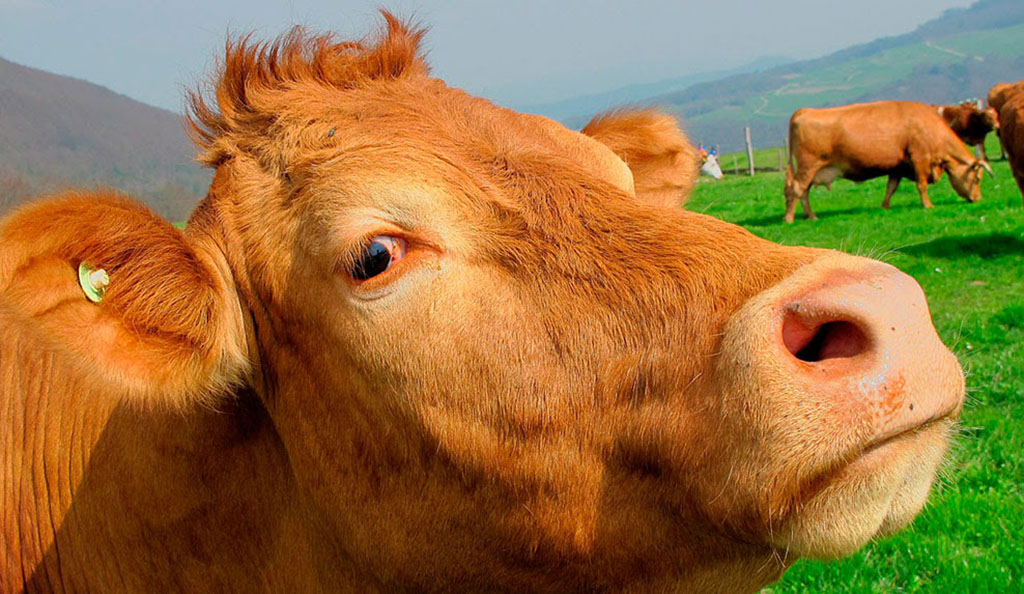 vaca-1024