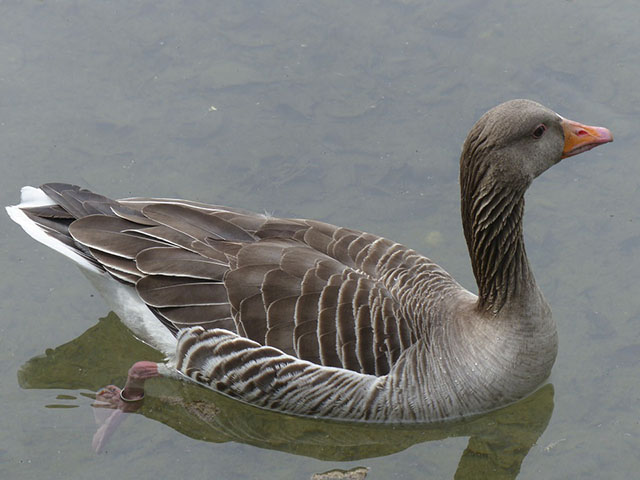 Ánsar Campestre