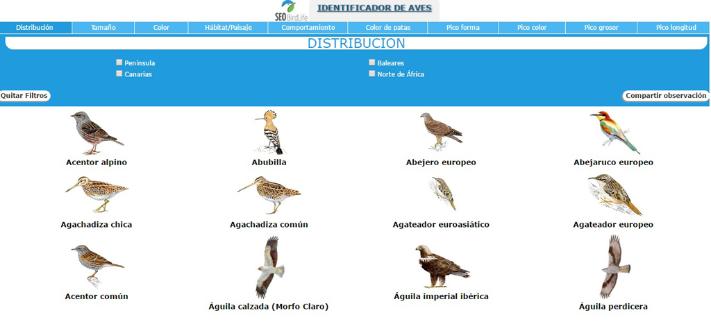 pájaros