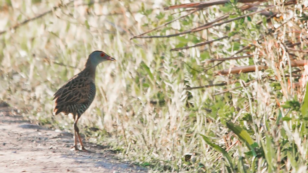 Guión africano aves