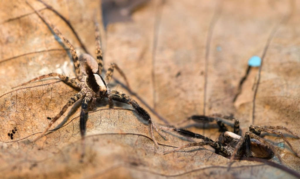 arañas