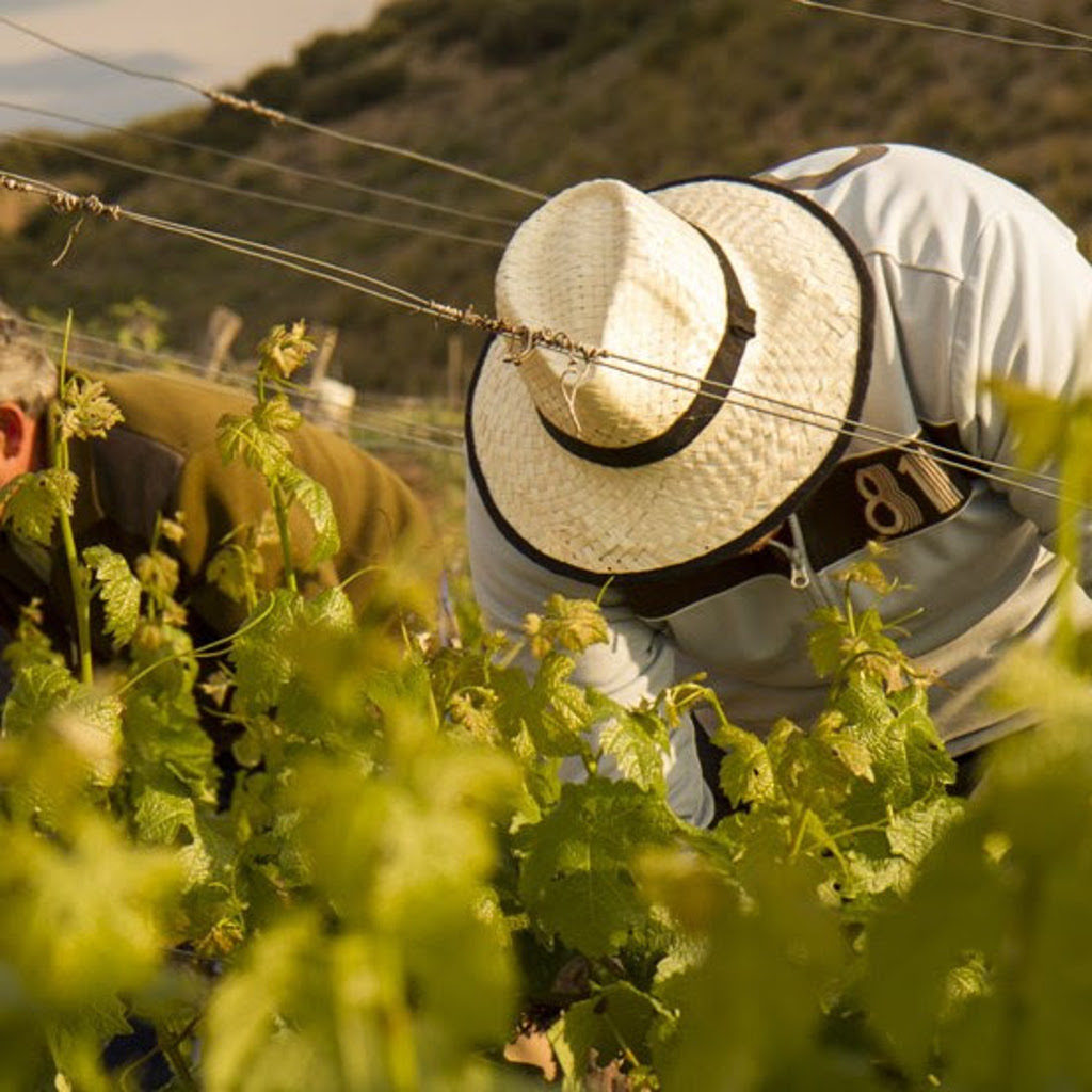 transmisión alimentaria