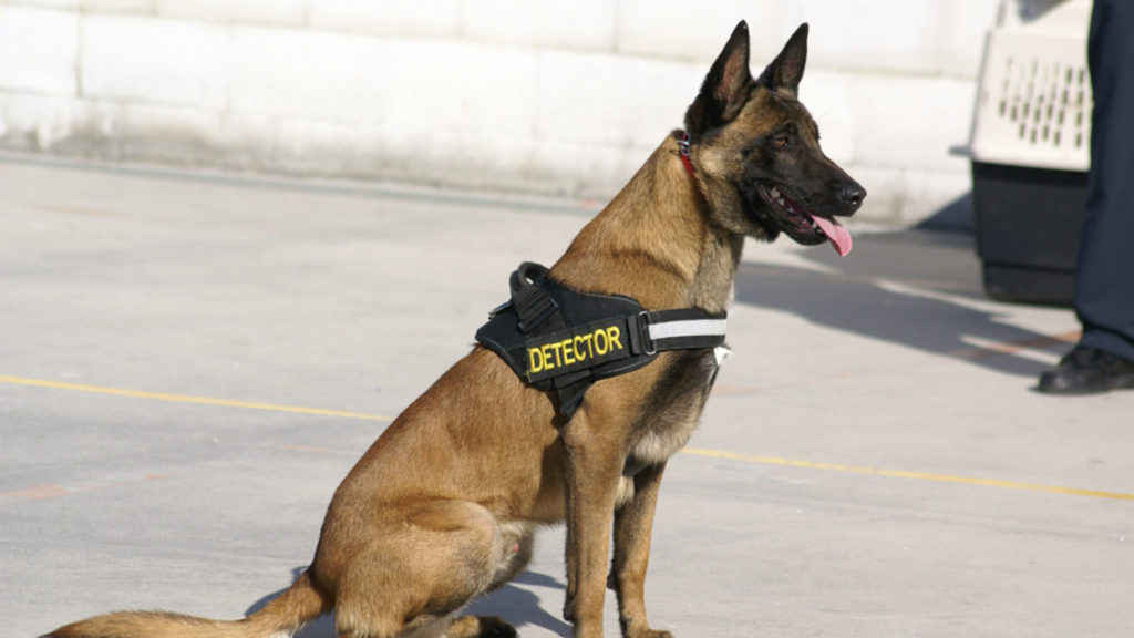 trapicheo de drogas