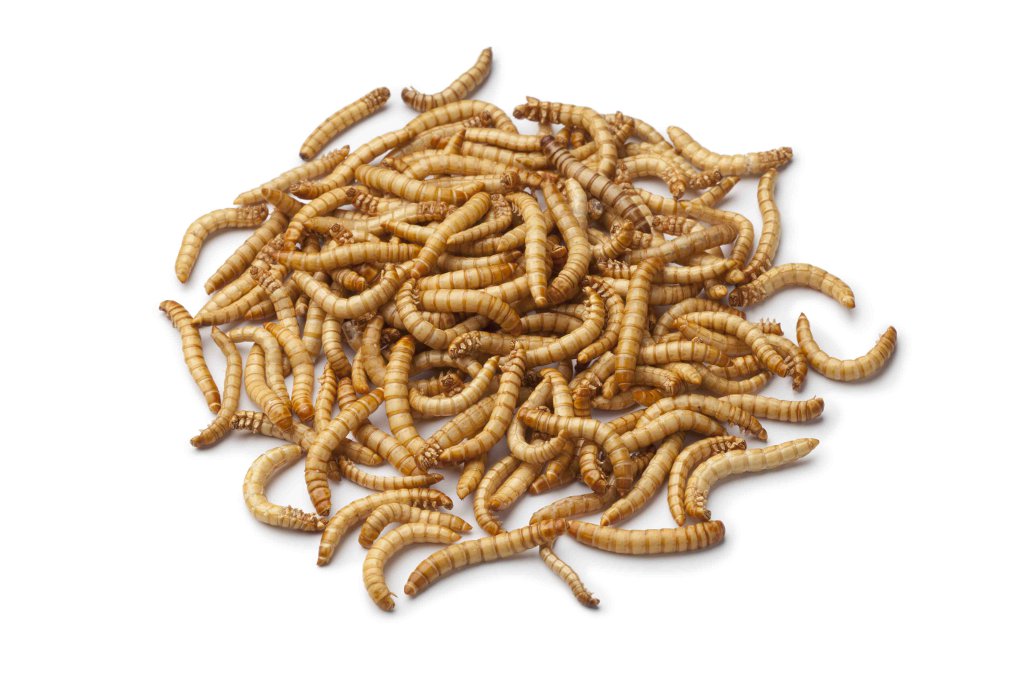 Dried mealworm larva on white background