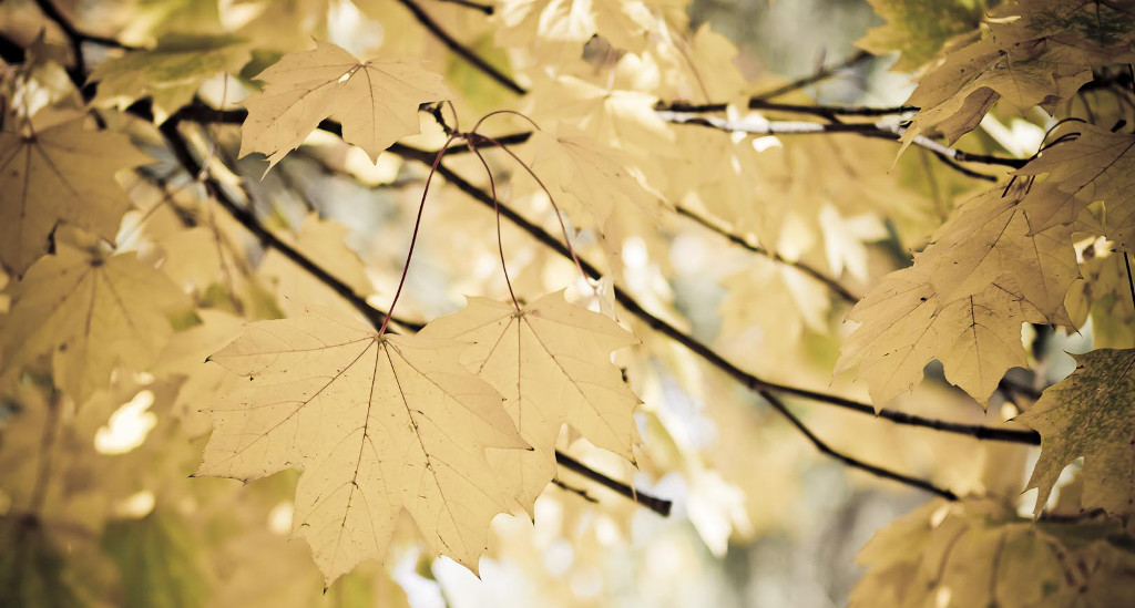 otoño hojas secas by Javier Corbo