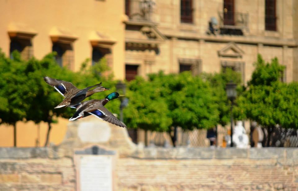 Primer premio: 'Pareja de azulones en el casco histórico de Córdoba.  © Pilar González