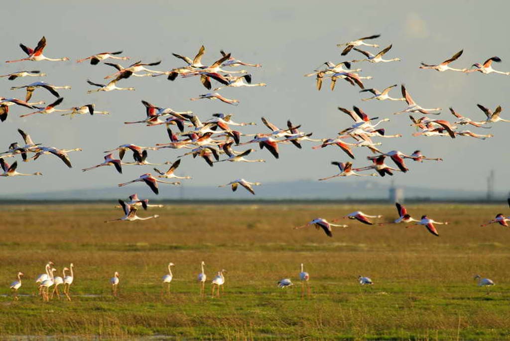 aves