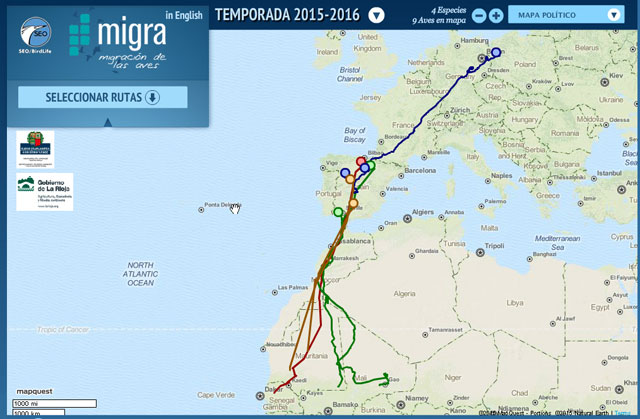 Rutas-migratorias-SEO-640