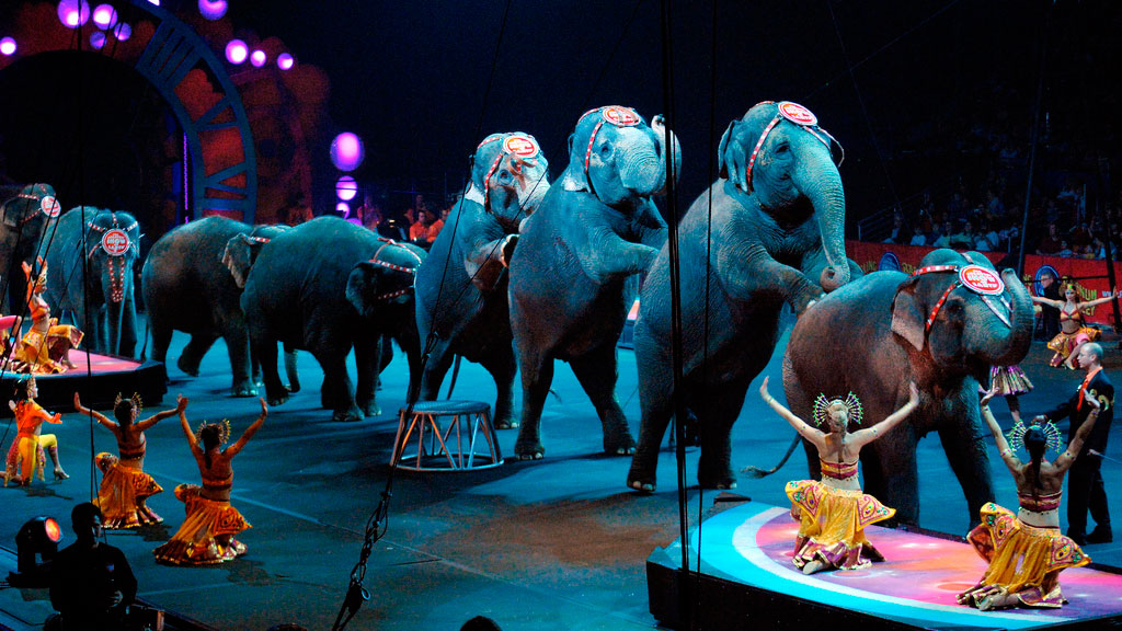 Animales salvajes circo