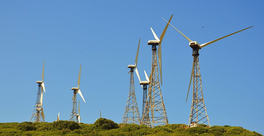 murciélagos parques eólicos