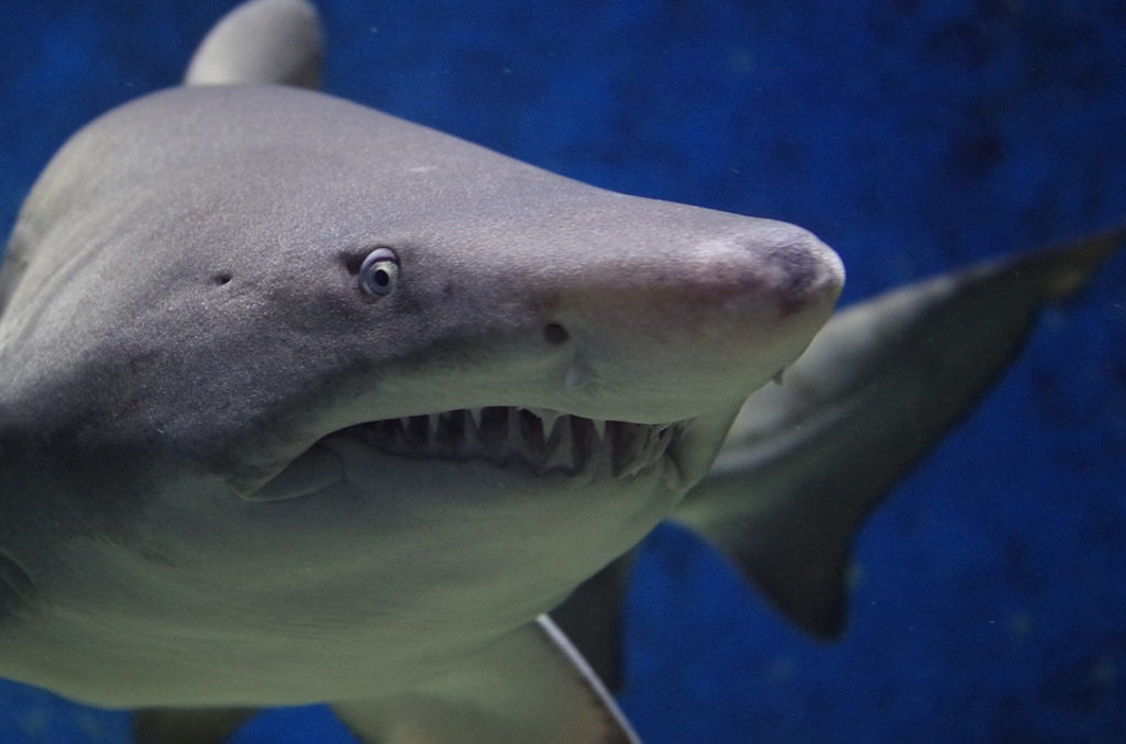 tiburones blancos megalodón