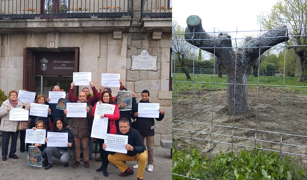 Los vecinos de Guadarrama protestan enérgicamente contra la tala de 60 ...