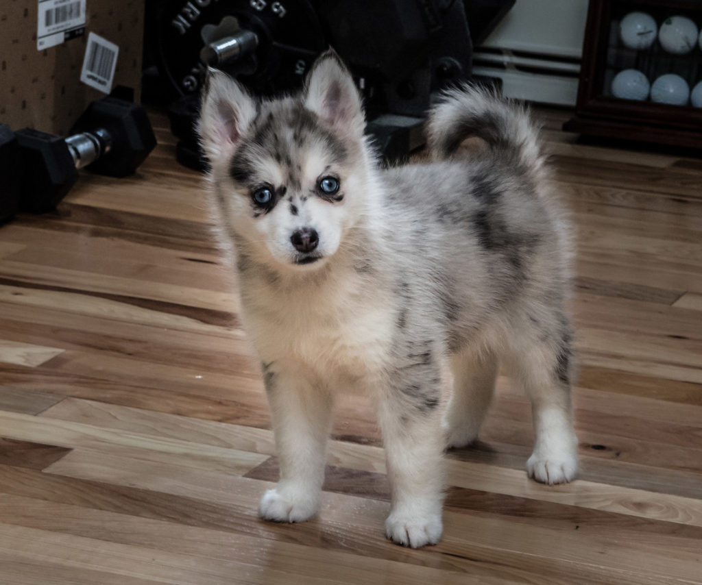 pomsky