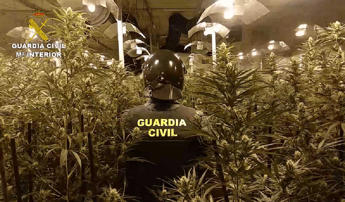 Desmantelan plantación de marihuana en Torrelaguna: 695 plantas y éxtasis líquido incautados.