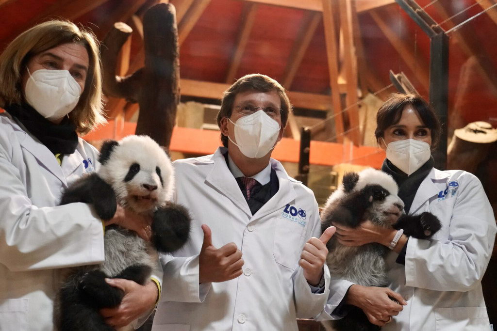 Oso panda Zoo