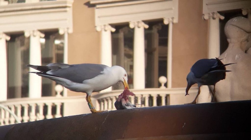 gaviotas