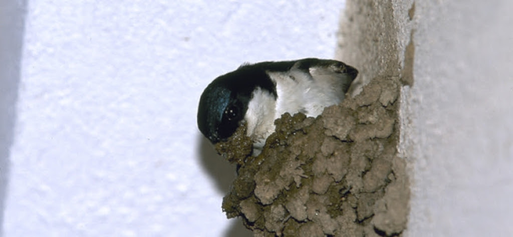 aves silvestres