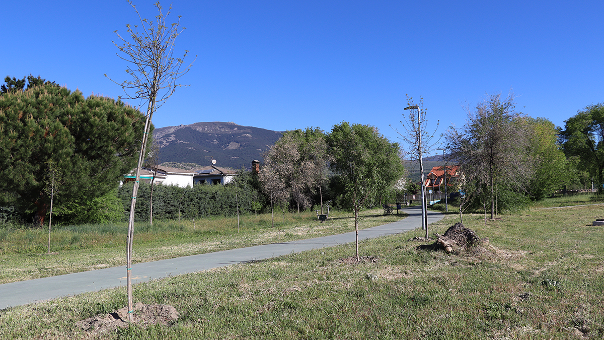 Árbol del año